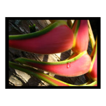 Heliconia Flower Tropical Hawaiian Poster Prints