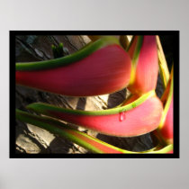 Heliconia Flower Tropical Hawaiian Poster Prints