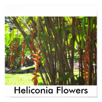 heliconia island 001, Heliconia Flowers posters