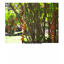 heliconia island 001, Heliconia t-shirts