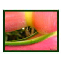 Heliconia PeachFuzz Close Up Poster Print