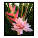 Heliconia Pink Torch Ginger Hawaiian Poster Prints