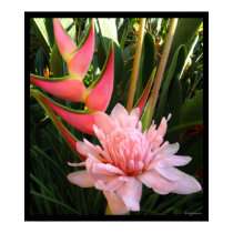 Heliconia Pink Torch Ginger Hawaiian Poster Prints