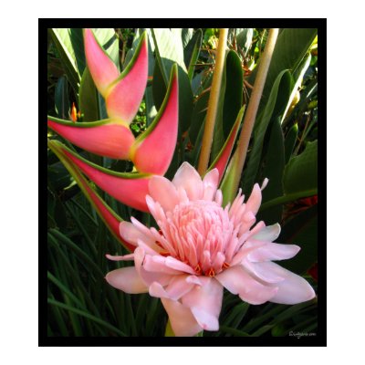 Heliconia Pink Torch Ginger Hawaiian Poster Prints by naturalilly