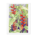 Heliconia Postcard