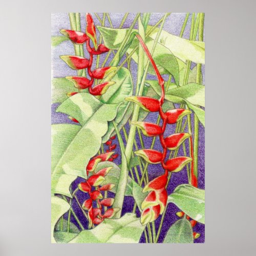 Heliconia Poster print