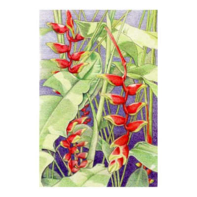 Heliconia Poster by floatinglemons