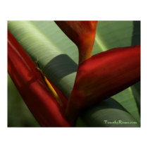 Heliconia print