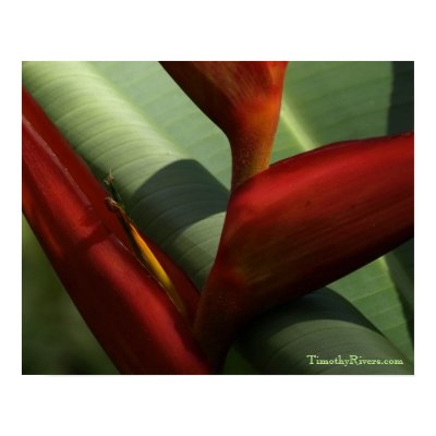 Heliconia print by TimothyRivers