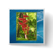 Heliconia rostrata buttons