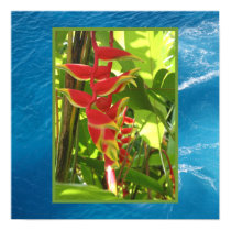 Heliconia rostrata posters