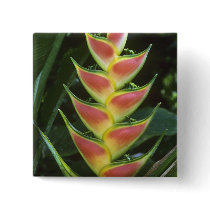 Heliconias, Heliconia walkeriana), La Selva Pinback Button