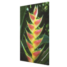Heliconias, Heliconia walkeriana), La Selva Canvas Print