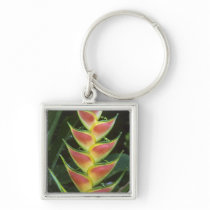 Heliconias, Heliconia walkeriana), La Selva Key Chains
