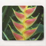 Heliconias, Heliconia walkeriana), La Selva Mousepads