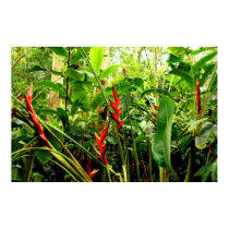 Heliconias posters