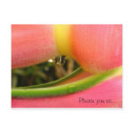 HeliconiaTropical Save the Date Wedding Cards postcard