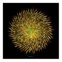 Helios Flower 1 (hi-res print)