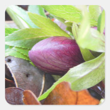 Hellebore Bud Stickers