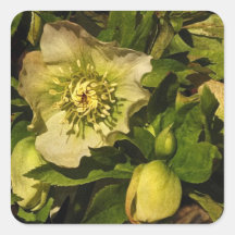 Hellebore del rosa cuaresmal pegatina cuadradas personalizada