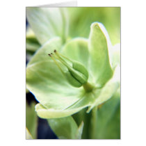 Hellebore (green) cards