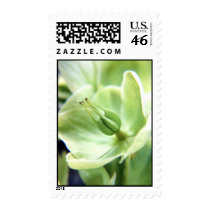 Hellebore (green) stamps