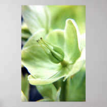 Hellebore (green) posters