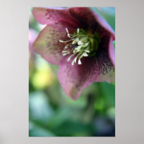 Hellebore posters