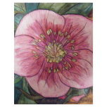 Hellebore VI flyers