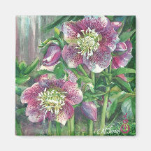 "Hellebores" Magnet