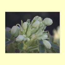 Helleborus Argutifolia Postcard postcards