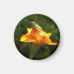 Hello autumn hopper Magnet