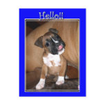 Hello boxer puppy postcard