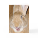 Hello bunny cards