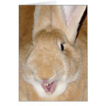 Hello bunny greeting card