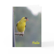 Hello cards