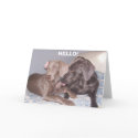 , HELLO! cards by jojoluvschevy , HELLO! cards