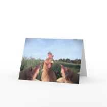 HELLO  CHIC-KEN cards