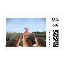 HELLO  CHIC-KEN postage