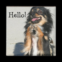 Hello Chihuahua magnet
