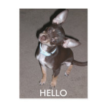 HELLO Chihuahua postcards by Marilynm27 HELLO Chihuahua postcards