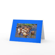 hello Dear cards by captphrank hello Dear cards