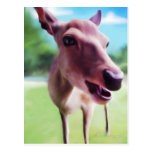 Hello Deer, postcards
