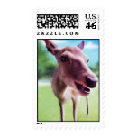 Hello Deer, stamps