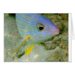 Hello Fishy Greeting Card