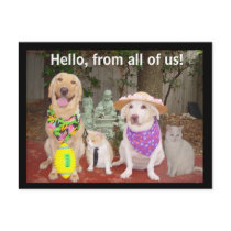 Hello, from all of us! postcards by myrtieshuman Hello, from all of us! postcards