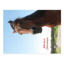 Hello from Chincoteague Postcards