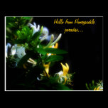 Hello From Honeysuckle Paradise... postcards