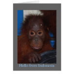 Hello from Indonesia Orangutan Photo cards