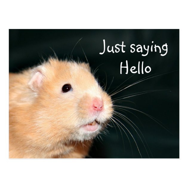 [Image: hello_hamster_postcard-ree6d8031c3774aaa...vr_630.jpg]